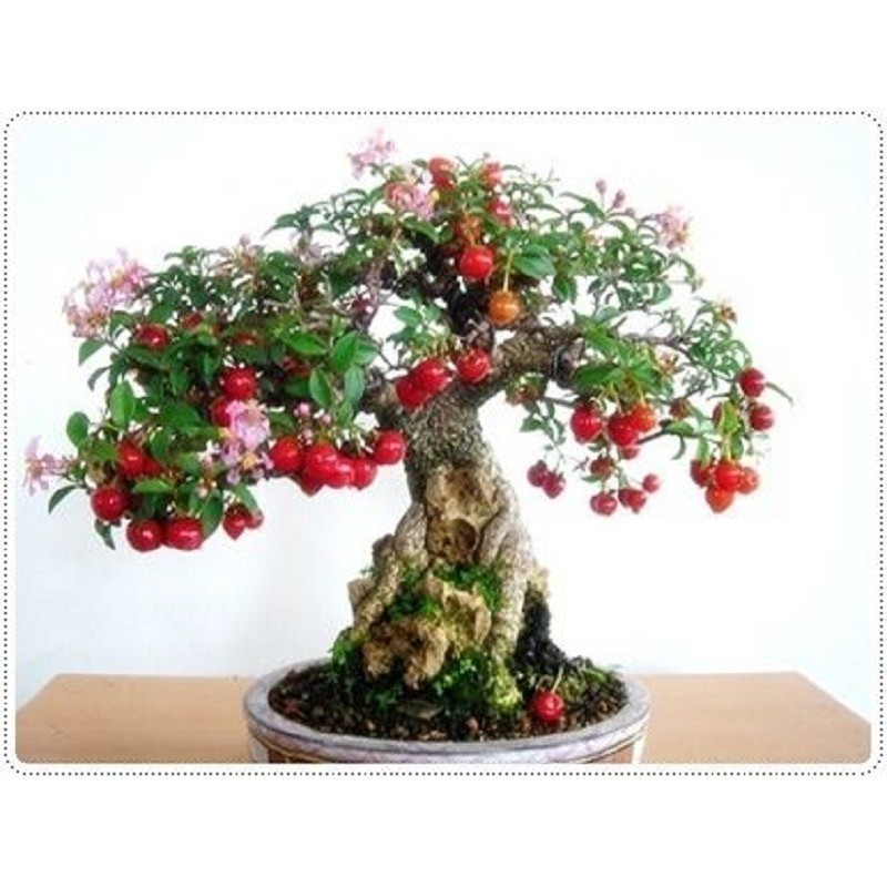 Semi di Ciliegia Di Barbados, Acerola (Malpighia glabra) | 9,00 €