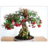 Semillas de Acerola, Wild Crapemyrtle (Malpighia glabra) | 9,00 €