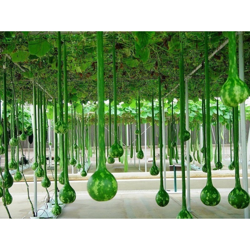 Price: €2.35 - Dipper Gourd Seeds Lagenaria siceraria - 