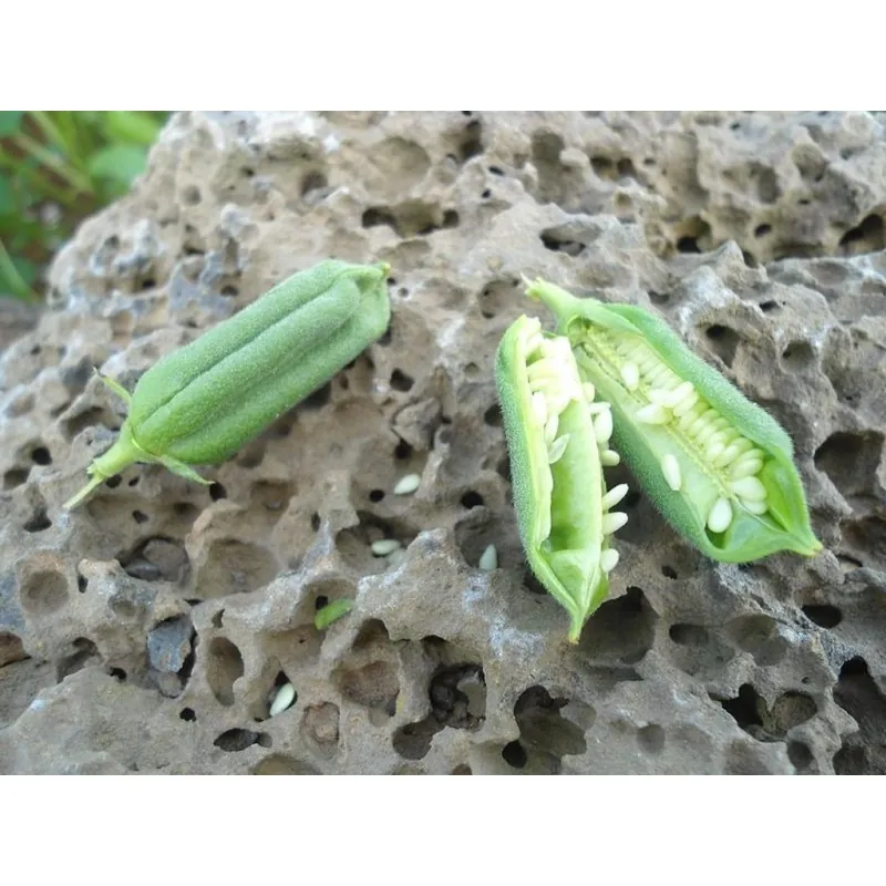 Semillas de SÉSAMO Blanco o AJONJOLÍ (Sesamum indicum)