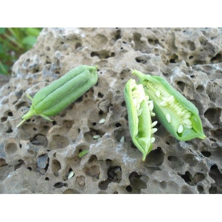 Price: €1.25 - Semi di SESAMO bianco (Sesamum indicum) -