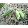 Sementes de SÉSAMO ou GERGELIM Branco (Sesamum indicum)