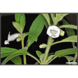 Semi di SESAMO bianco (Sesamum indicum)