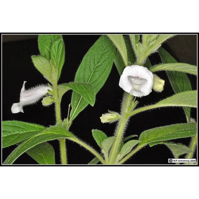 Sementes de SÉSAMO ou GERGELIM Branco (Sesamum indicum)