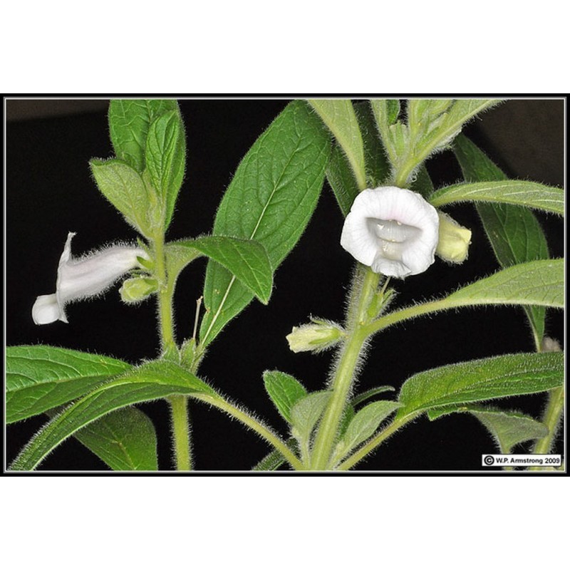 Price: €1.25 - Semillas de SÉSAMO Blanco o AJONJOLÍ (Sesamum indicum) - 