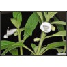 Price: €1.25 - White Sesame Seed (Sesamum indicum) - 