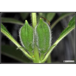 ΣΟΥΣΆΜΙ λευκό σπόρος (Sesamum indicum)