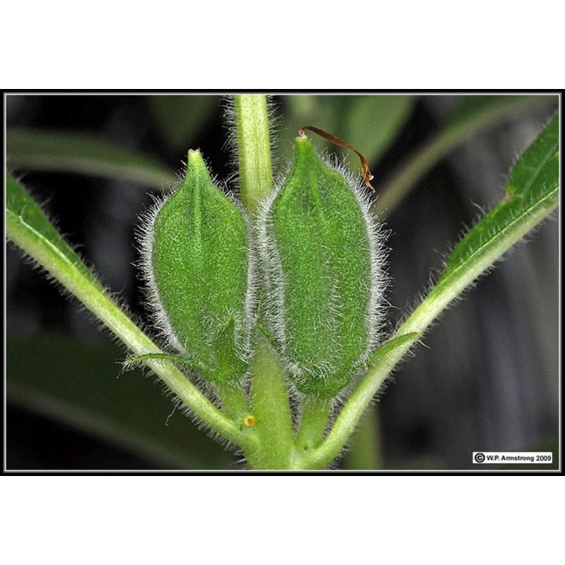 Price: €1.25 - White Sesame Seed (Sesamum indicum) - 