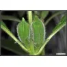 Semillas de SÉSAMO Blanco o AJONJOLÍ (Sesamum indicum)