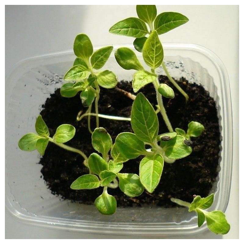 Price: €1.25 - Semillas de SÉSAMO Blanco o AJONJOLÍ (Sesamum indicum) - 
