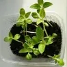 Semillas de SÉSAMO Blanco o AJONJOLÍ (Sesamum indicum)