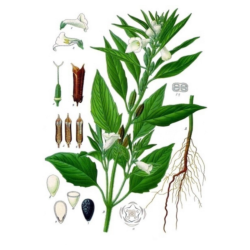 Price: €1.25 - Semillas de SÉSAMO Blanco o AJONJOLÍ (Sesamum indicum) - 