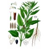 Price: €1.25 - Semi di SESAMO bianco (Sesamum indicum) - 