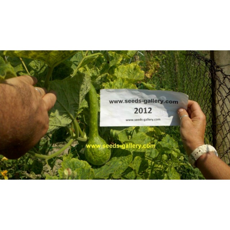 Price: €2.35 - Semillas de Lagenaria Siceraria - 