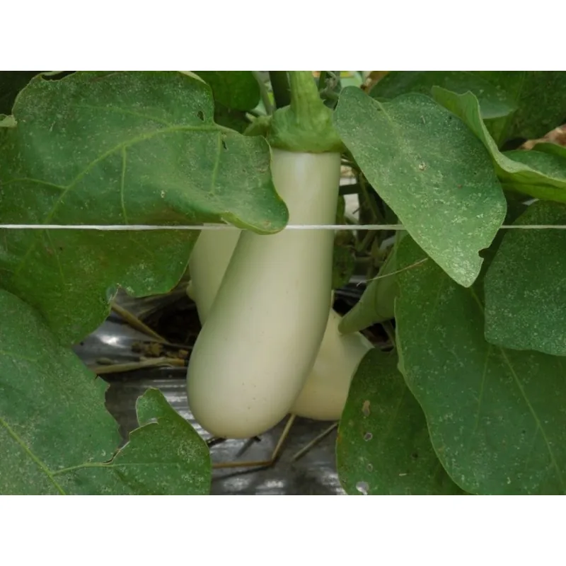 Weisse Aubergine Samen