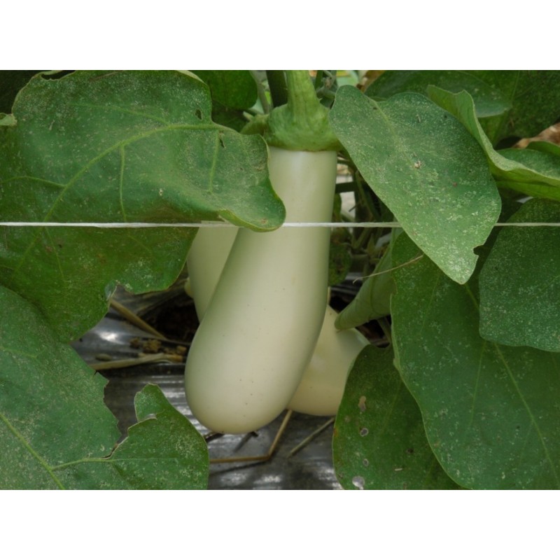 Price: €1.85 - White Eggplant Seeds - 