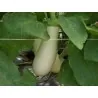 Weisse Aubergine Samen