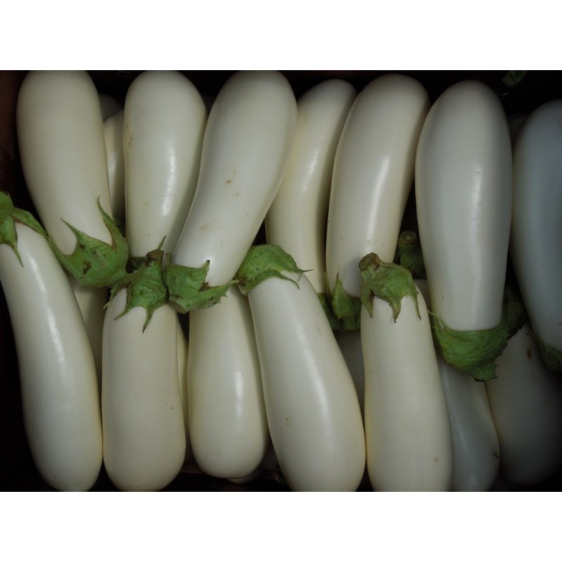 Price: €1.85 - White Eggplant Seeds - 