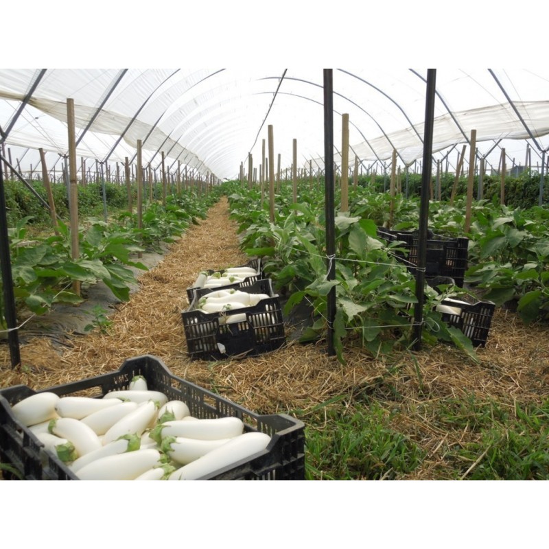 Price: €1.85 - White Eggplant Seeds - 
