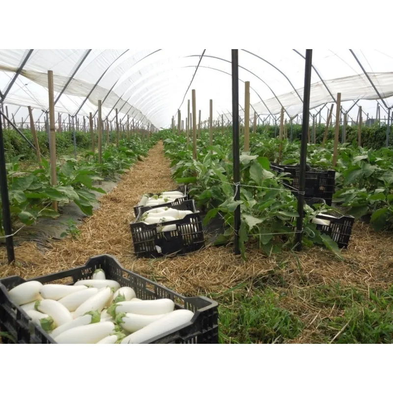White Eggplant Seeds