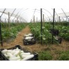 Price: €1.85 - White Eggplant Seeds - 