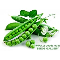 Price: €1.95 - Sementes de Ervilha KLEINE RHEINLÄNDERIN (Pisum sativum) - 