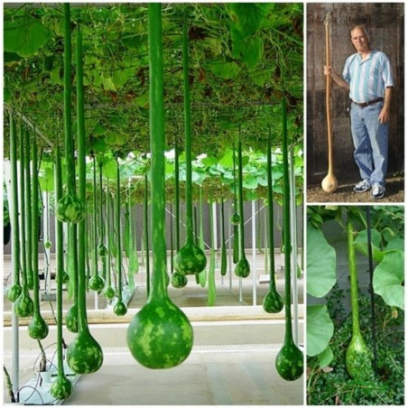 Price: €2.35 - Graine de Courge de Bouteille (Lagenaria Siceraria) - 