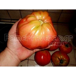 Grekiska Giant Beefsteak Tomatfrön PREVEZA