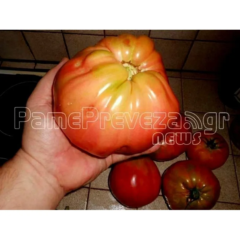 Sementes de tomate Gigante Grega PREVEZA