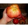 Sementes de tomate Gigante Grega PREVEZA