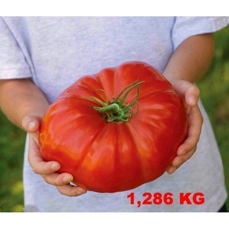Price: €2.25 - Giant Beefsteak Greek Tomato Seeds PREVEZA - Seeds Gallery