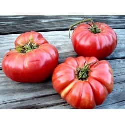 Grekiska Giant Beefsteak Tomatfrön PREVEZA