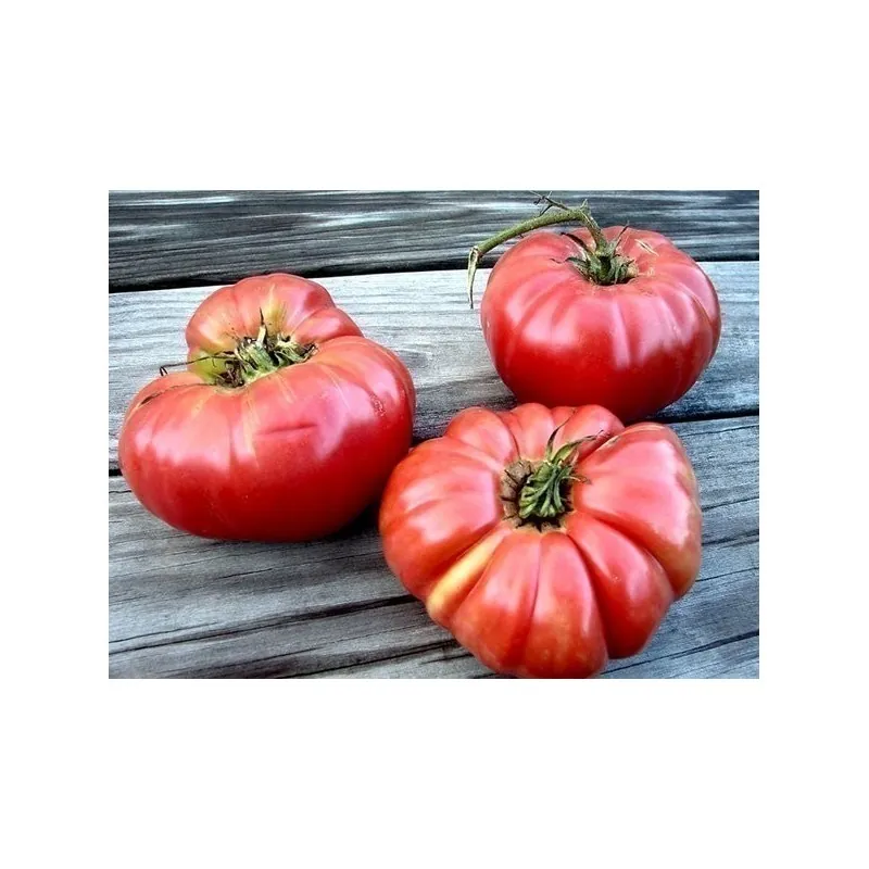 Sementes de tomate Gigante Grega PREVEZA