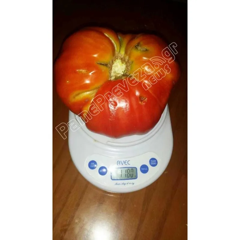 Sementes de tomate Gigante Grega PREVEZA