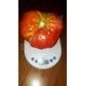 Sementes de tomate Gigante Grega PREVEZA