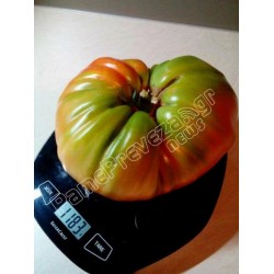 PREVEZA Riesen Beefsteak Griechische Tomatensamen