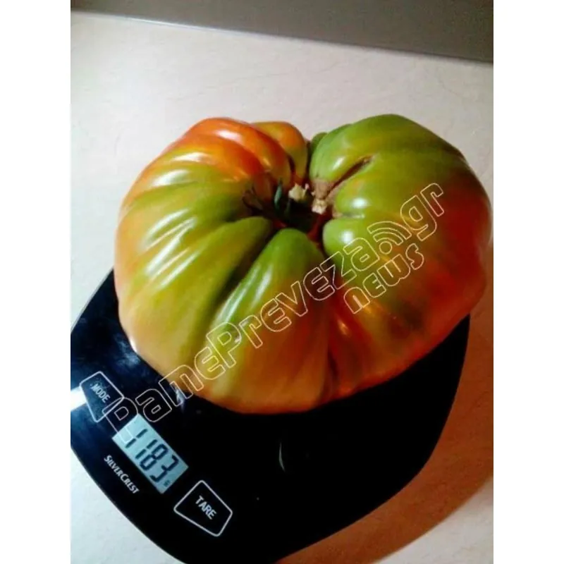 Sementes de tomate Gigante Grega PREVEZA