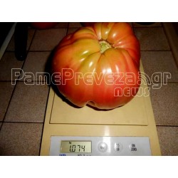 Semillas de Tomate Griego Beefsteak Gigante PREVEZA