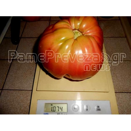 Price: €2.25 - Giant Beefsteak Greek Tomato Seeds PREVEZA - Seeds Gallery