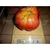 Sementes de tomate Gigante Grega PREVEZA