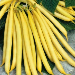Price: €1.85 - Böna Frön BERGGOLD - 