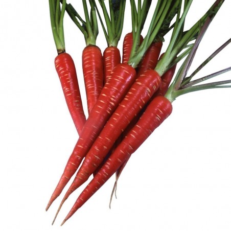 Price: €1.5 - Graines Carotte Rouge 'Atomic red' -