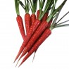 Price: €1.5 - Sargarepa - Sangarepa - Mrkva Seme "Atomic Red" - 