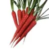 Sementes de Cenoura Vermelha - Atomic Red
