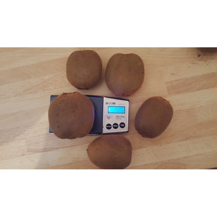 Giant Kiwifruit Seeds (Actinidia deliciosa) - 1.755