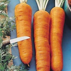 Gigantische Karotten Samen