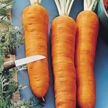Price: €2.25 - Semi di carota gigante Autumn King -