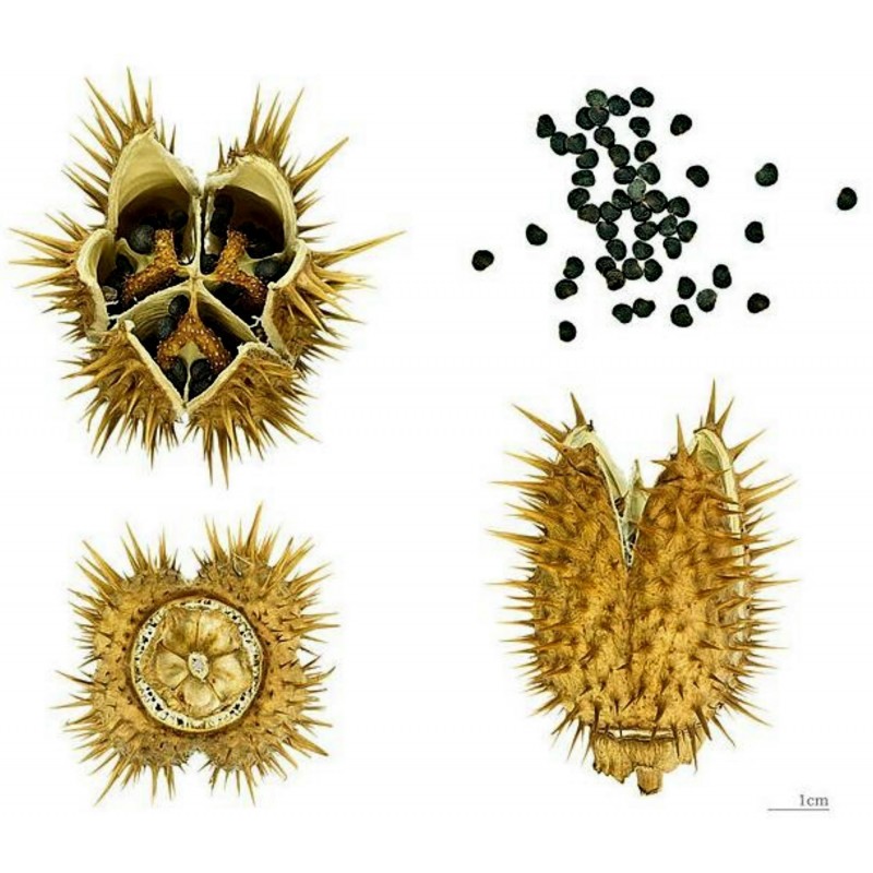 Price: €2.25 - Gemeine Stechapfel Samen - Weiße Stechapfel (Datura stramonium) - Seeds Gallery