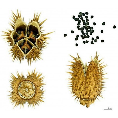 Price: €2.25 - Gemeine Stechapfel Samen - Weiße Stechapfel (Datura stramonium) - Seeds Gallery