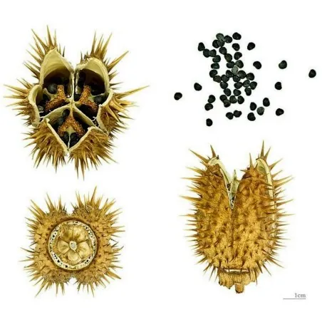 Στραμώνιο σπόροι ( Datura stramonium)